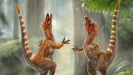 Die künstlerische Darstellung zeigt zwei Sinosauropteryx: Einer der ersten Dinosaurier mit Federansätzen trug am Schwanz orangene und weiße Borstenringe, beschreiben britische Forscher.
