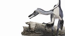 Eine Rekonstruktion des "Haplocheirus soller".