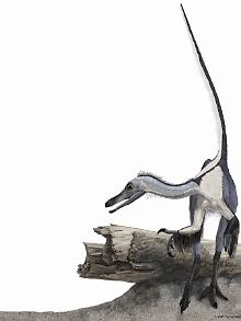 Eine Rekonstruktion des "Haplocheirus soller".