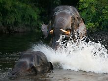 Elefanten auf Sumatra.