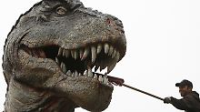 Schon beim Tyrannosaurus nimmt die Zahnpflege einige Zeit in Anspruch. Beim Bistahieversor sealeyi gibt's noch mehr zu putzen.