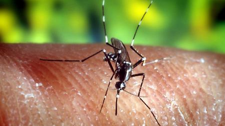 Malaria tritt von allen Tropenkrankheiten am häufigsten auf.