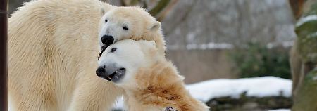 Kuscheln im Berliner Zoo: Eisbär Knut (rechts) und seine Gianna.