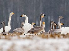 Die Monate Februar bis März sind die Hauptdurchzugsgebiete der Tiere in ihre nordischen Brutgebiete.