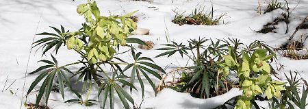 Stinkender Nieswurz im Schnee.