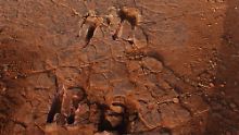 Die versteinerten Raptoren-Spuren in Niger.
