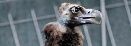 Der USA Bären-Thread 7416917