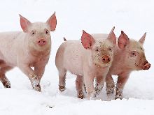 Wenig schmeichelhaft tauften Analysten die Sorgenkinder Europas Portugal, Irland, Griechenland und Spanien kurzerhand PIGS.