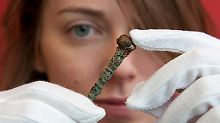 Diese Haarnadel aus Bronze ist rund 2.400 Jahre alt und gehört zu den 110 Fundstücken.