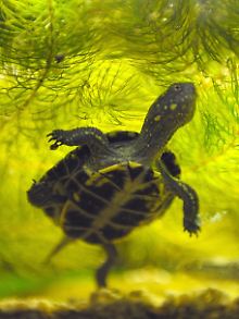 Eine Europäische Sumpfschildkröte.