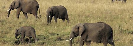 Elfanten in der Serengeti.