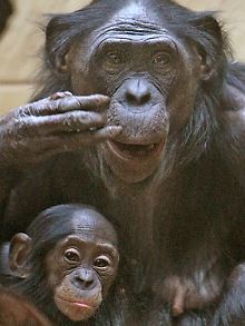 Bonobos werden auch als Zwergschimpansen bezeichnet.