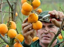 Landwirt Anton Schott erntet im November 2009 das erste Mal Kaki-Früchte.  Nach Schotts Angaben ist seine Anlage zwischen Weinbergen im südbadischen Kaiserstuhl die bisher einzige in Deutschland.