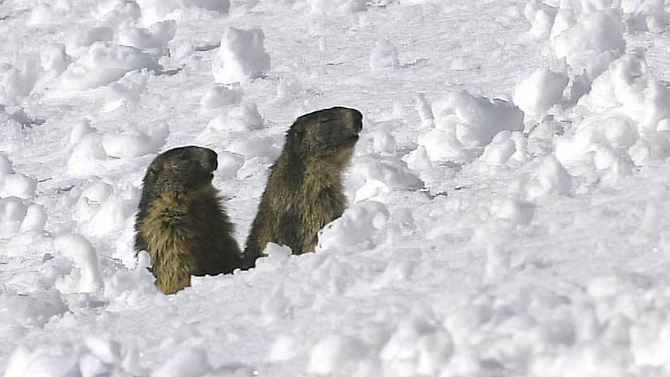 Murmeltiere im Schnee an Österreichs höchstem Berg, dem Großglockner.