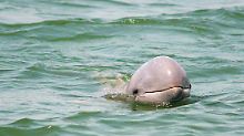Erst in der Bucht, jetzt auf dem Meer?: Delfin-Schlacht vor Japans Küste