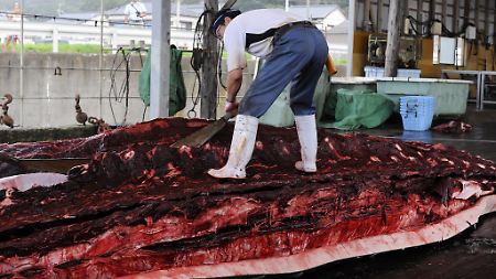 Zurückgehend auf das 16. Jahrhundert gilt der Walfang in Japan als Tradition.