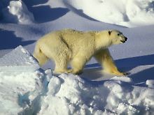 Ein Eisbär auf Spitzbergen in Norwegen. 