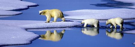 Eine Eisbärenmutter läuft mit ihren Jungen auf Futtersuche über Eisschollen im Gebiet der Nordwest-Passage in Kanada.