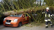 Stürzt ein Baum aufs Auto, zahlt dies die Teilkaskoversicherung.