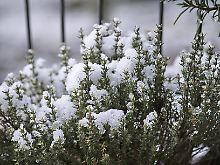Viele Küchenkräuter sind winterhart, so auch der Thymian.