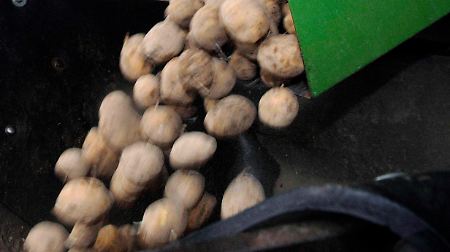 Amflora-Kartoffeln von einem Test-Acker in Norddeutschland.