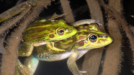 Zwei wiederentdeckte Exemplare des australischen Laubfrosches. 