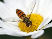 Fleißiges Bienchen: Die Natur erwirtschaftet pro Jahr fast 24 Billionen Euro.