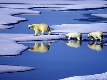Aufgrund seiner enormen Anpassungsfähigkeit entwickelte sich der Eisbär schnell weiter.