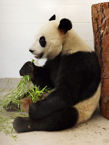 Was oben reinkommt, muss auch unten wieder raus: Wang Wang knabbert im Zoo in Adelaide an Bambuszweigen. 