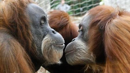 Offenbar kein Macho: Zwei Orang-Utans schmusen im Gelsenkirchener Zoo.
