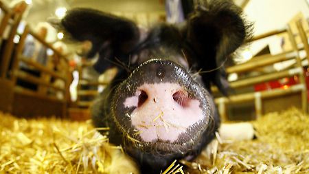 Ein glückliches Sattelschwein. Angesichts der weitgehend abgepackt in Supermärkten angebotenen Lebensmittel sollte man sich schon fragen, woher die "Ware Tier" kommt.