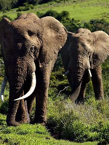 Gefährdete Tierart: Der afrikanische Elefant