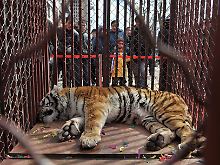 Sie gelten als kraftspendende Glücksbringer, doch Kraft haben die Tiger in Shenyang kaum noch.