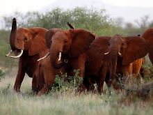 Elefanten im Tsavo Nationalpark in Kenia. 