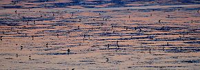 Der NABU fordert verstärkte Schutzbemühungen für das Wattenmeer, einem der größten Feuchtgebiete der Welt.