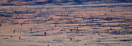Der NABU fordert verstärkte Schutzbemühungen für das Wattenmeer, einem der größten Feuchtgebiete der Welt.