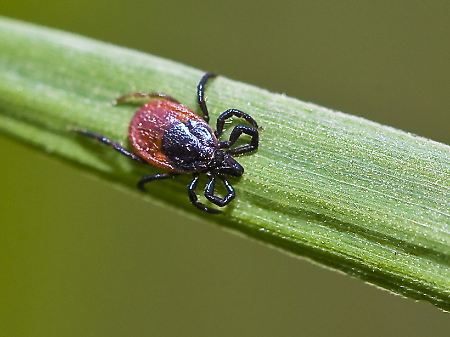 Die ebenfalls von Zecken übertragene Lyme-Borreliose ist nicht auf Risikogebiete beschränkt.