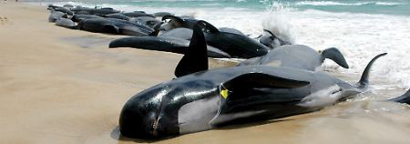 Mehr als hundert gestrandete Walen liegen in der Bucht Marion Bay im Süden von Tasmanien in Australien am Strand (Archivbild vom 26.10.2005). 