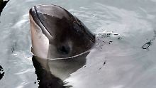 Schweinswale sind in die Nordsee, aber nicht in die Ostsee zurückgekehrt. 