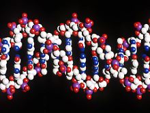 Die Abfolge der DNA-Bausteine könnte eines Tages geklärt werden. 
