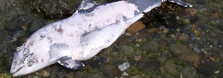 An der Ostseeküste Mecklenburg-Vorpommerns werden immer mehr tote Schweinswale gefunden. 
