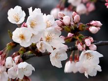 Der japanische Einzelhandel feiert eine "Zwischenblüte".