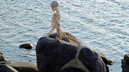 Stark abgemagert: Ein Skelett ersetzt derzeit die Kopenhagener Meerjungfrau, die zur EXPO 2010 nach China gereist ist.