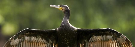 Gestört in seinem Lebensraum: der Kormoran.