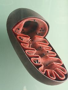 Modell eines Mitochondriums.
