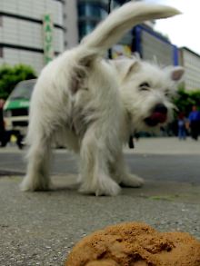 Die Hundehaufen in den Städten sind ärgerlich, besonders für Fußgänger.