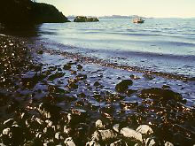 Die Schäden. die das Öl der "Exxon Valdez" anrichtete, sind auch 20 Jahre später noch erheblich.