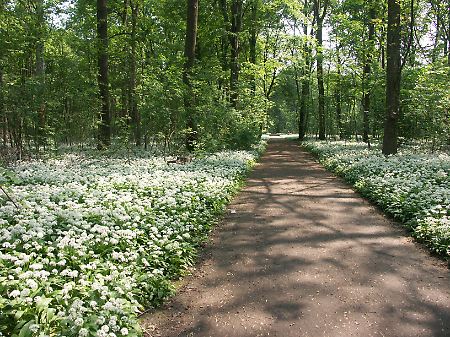 So wie im Leipziger Auenwald sind jetzt vielerorts Bärlaubwiesen zu sehen.