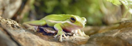 "Es ist besser, ein großer Frosch in einem kleinen Teich zu sein, als ein kleiner Frosch in einem großen Teich."