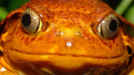 Der Madagaskar-Engmaul-Frosch wird wegen seiner Färbung auch Tomaten-Frosch genannt.